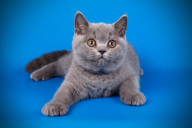 Fotografía de estudio de un gato británico de pelo corto sobre fondos de color