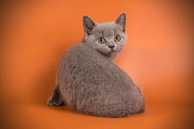 Fotografía de estudio de un gato británico de pelo corto sobre fondos de color