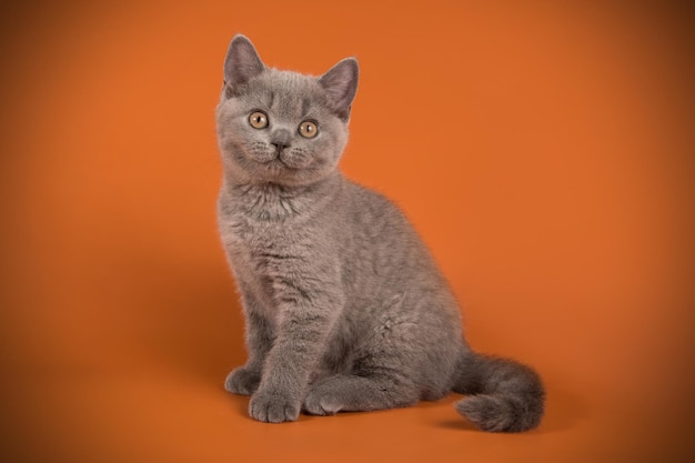 Fotografía de estudio de un gato británico de pelo corto sobre fondos de color