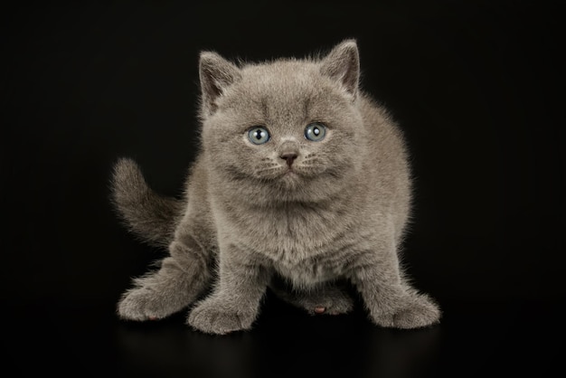 Fotografía de estudio de un gato británico de pelo corto sobre fondos de color