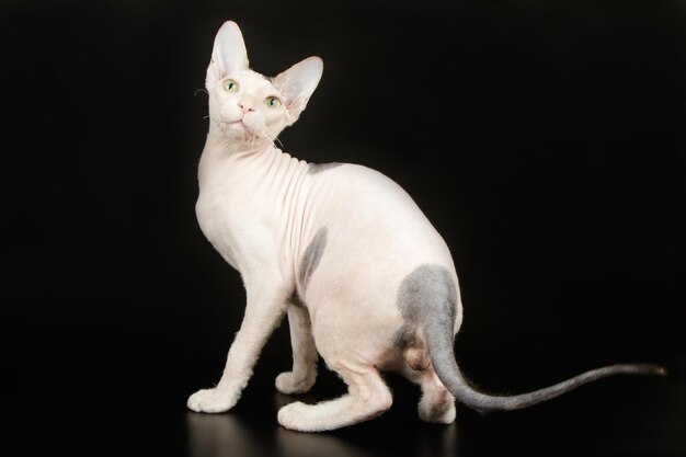 Fotografía de estudio del gato don sphynx sobre fondos de colores