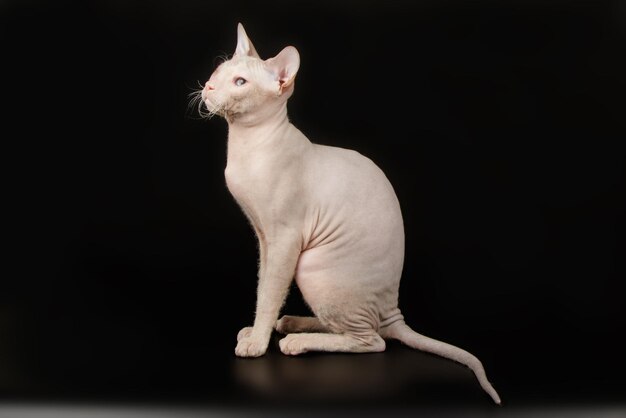 Fotografía de estudio del gato don sphynx sobre fondos de colores