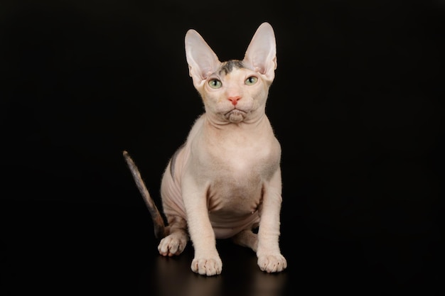 Fotografía de estudio del gato don sphynx sobre fondos de colores