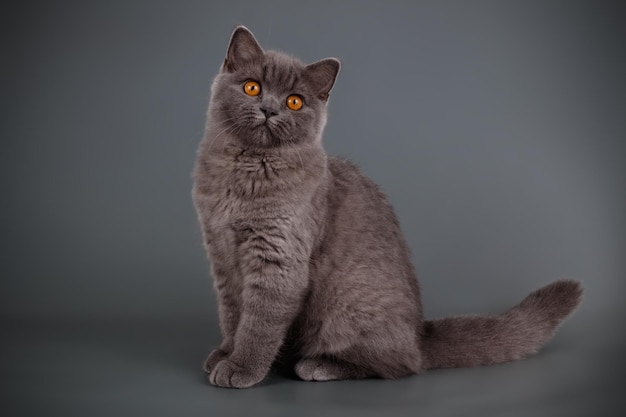 Fotografía de estudio de un gato escocés de pelo corto recto sobre fondos de color