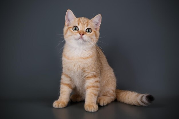 Fotografía de estudio de un gato escocés de pelo corto recto sobre fondos de color