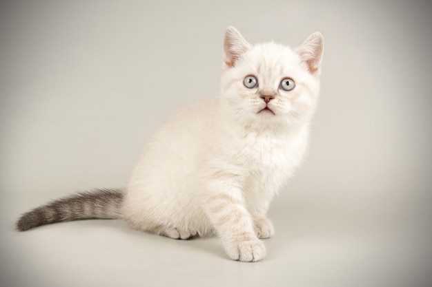 Fotografía de estudio de un gato escocés de pelo corto recto sobre fondos de color