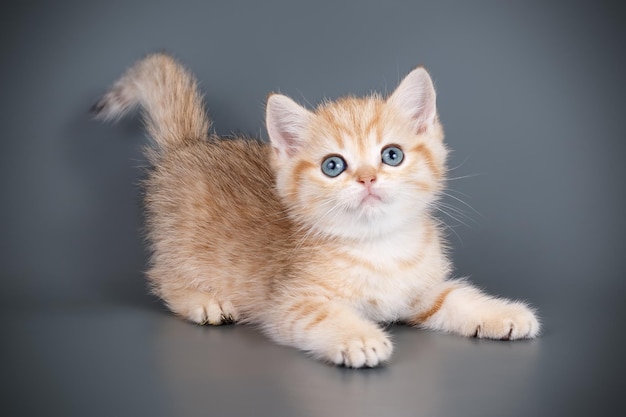 Fotografía de estudio de un gato escocés de pelo corto recto sobre fondos de color