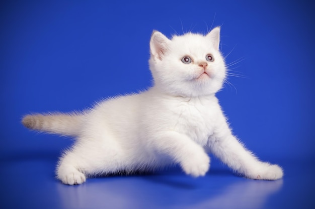 Fotografía de estudio de un gato escocés de pelo corto recto sobre fondos de color