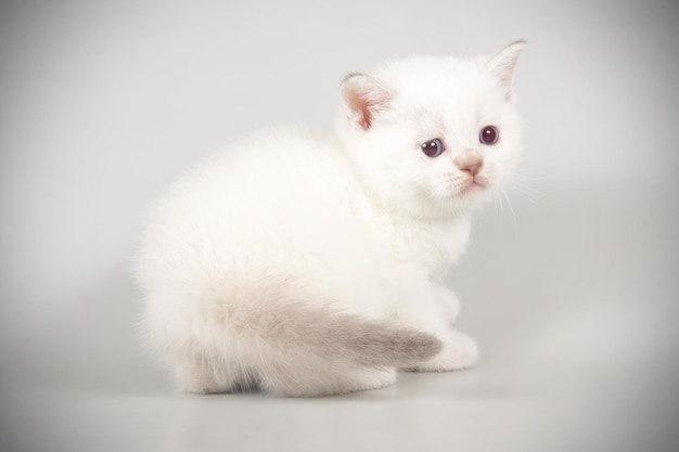 Fotografía de estudio de un gato escocés de pelo corto recto sobre fondos de color