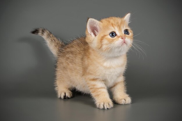 Fotografía de estudio de un gato escocés de pelo corto recto sobre fondos de color