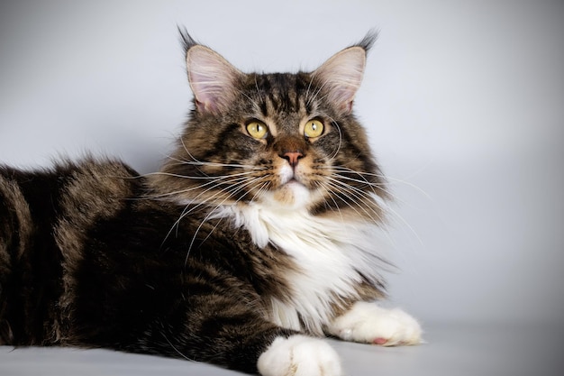 Fotografía de estudio de un gato Maine Coon sobre fondos de color