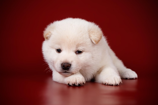 Fotografía de estudio de un shiba inu sobre fondos de colores