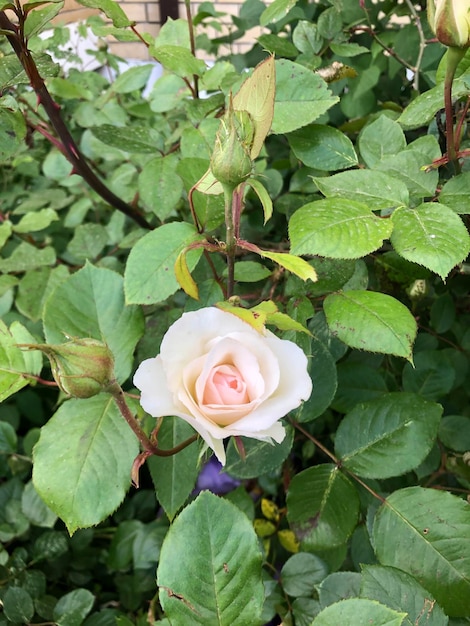 Fotografía de flor de rosa