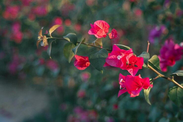 Fotografía de flores 2