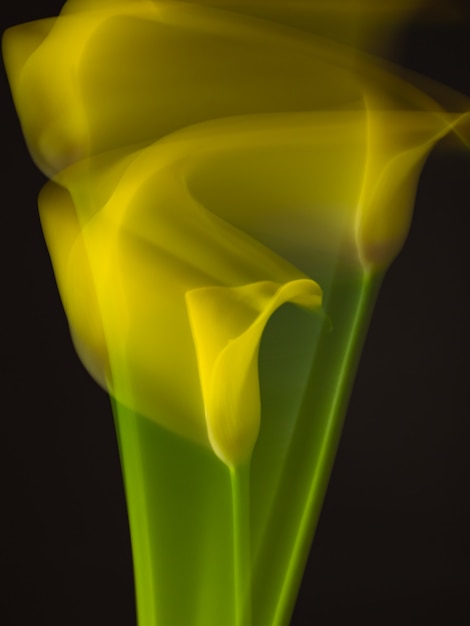 Fotografía de flores abstractas, velocidad de obturación larga, lirio de cala amarillo sobre fondo negro