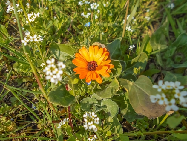 fotografía de flores de caléndula