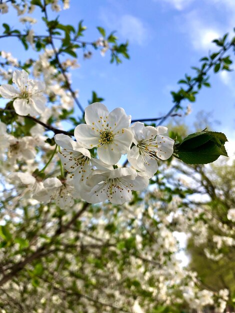 Fotografía de flores de cerezo