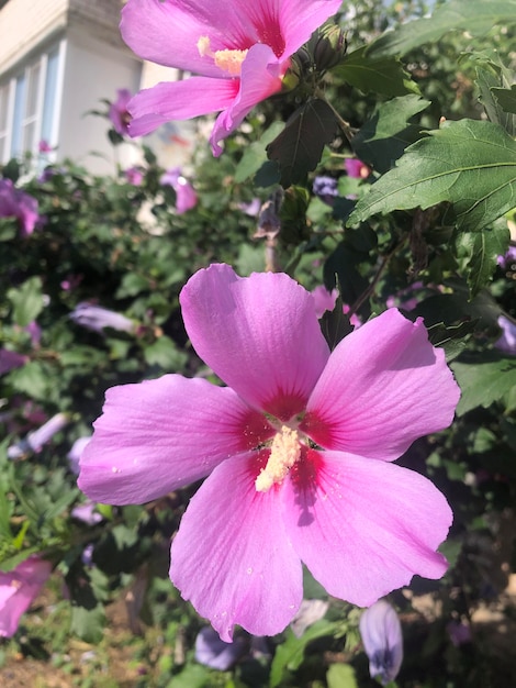 Fotografía de las flores de hibisco púrpura