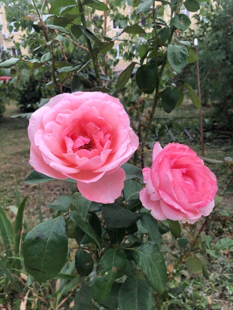 Fotografía de flores rosas rosadas