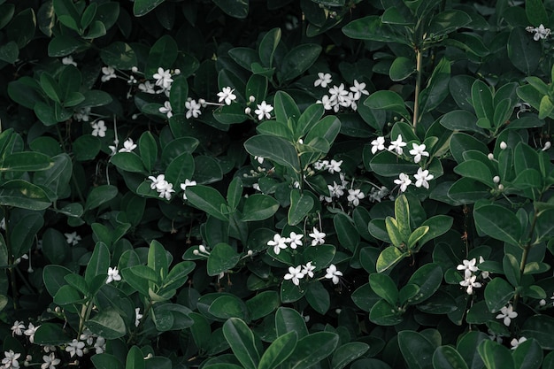 Fotografía De Flores