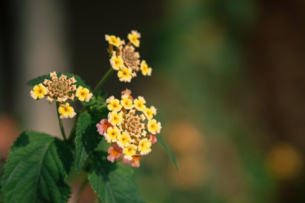 Fotografía De Flores