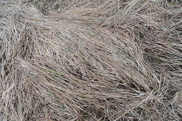 Fotografía de fondo de hierba seca en un campo de primer plano a principios de la primavera