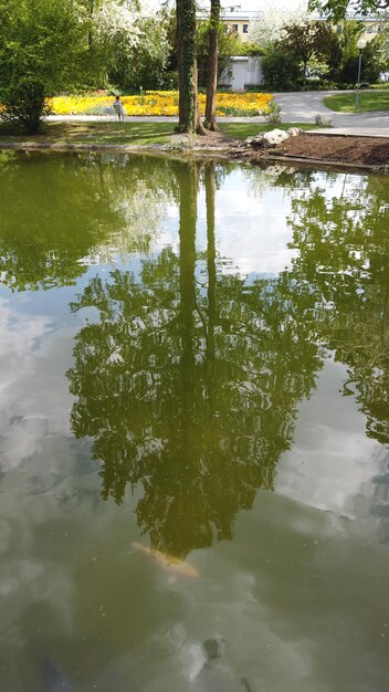 fotografía de fondo de peces en un lago con el reflejo de los árboles