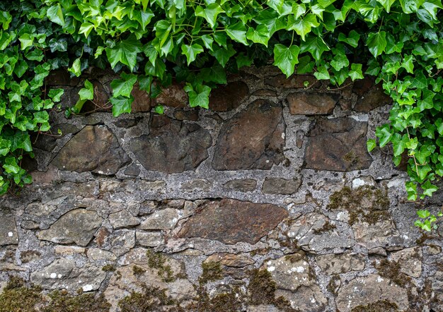 Fotografía de fondo con textura de pared y hiedra.