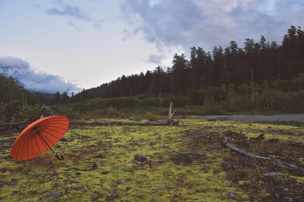 fotografía forestal en Forks