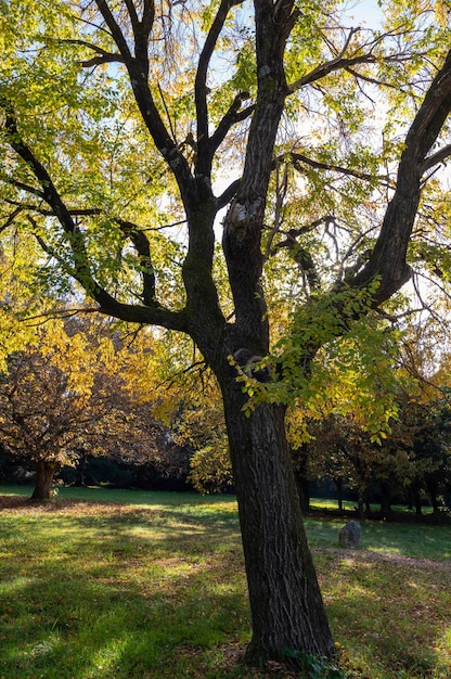 Fotografía de formato vertical de un árbol que filtra la luz del sol a través de las hojas amarillas