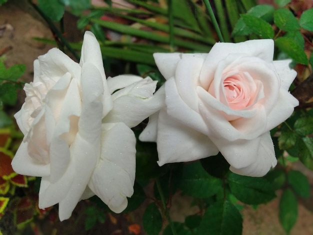 Fotografía de foto de flor de rosa blanca.