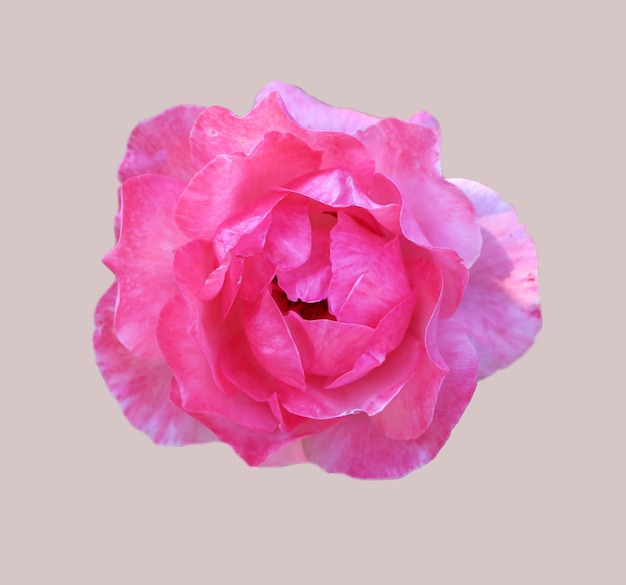 Foto fotografía frontal superior de una hermosa rosa rosa aislada en un fondo gris pastel