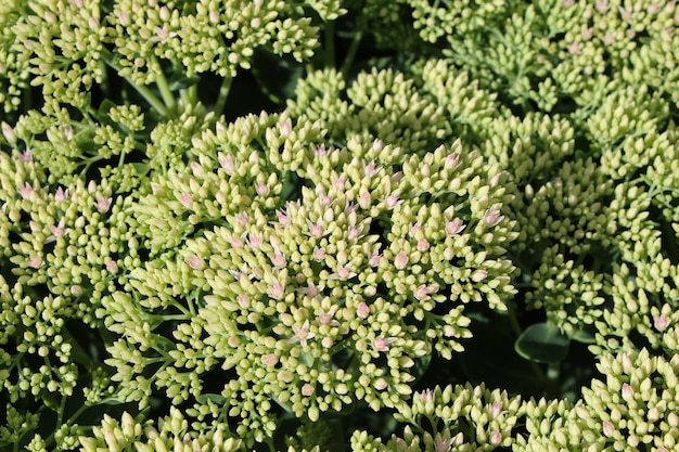 Foto fotografía frontal superior de pequeñas peladuras de flores blancas con enfoque selectivo en la luz del sol lat sedum