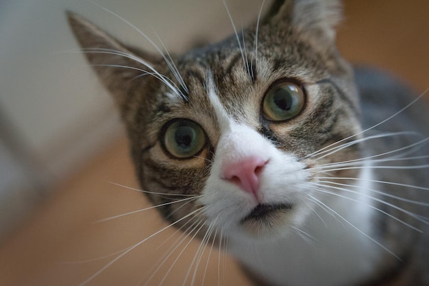 fotografía de gatos en la casa