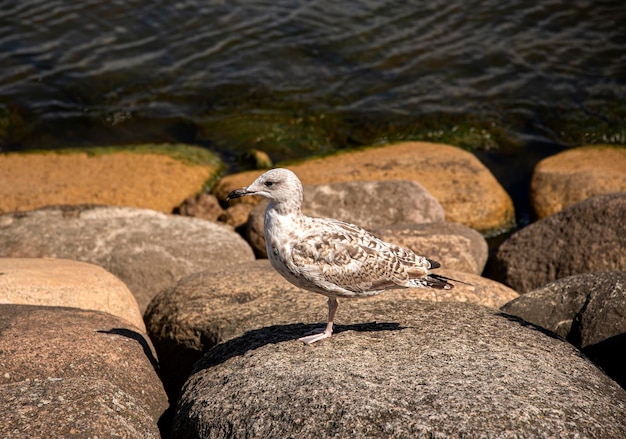 Fotografía de gaviota y rocas.