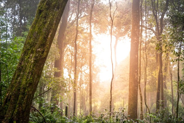 Foto fotografía de gran ángulo de bosque con amanecer abundante bosque en invierno protección del medio ambiente para un futuro bosque lluvioso del sudeste asiático espacio de copia para texto y diseño individual