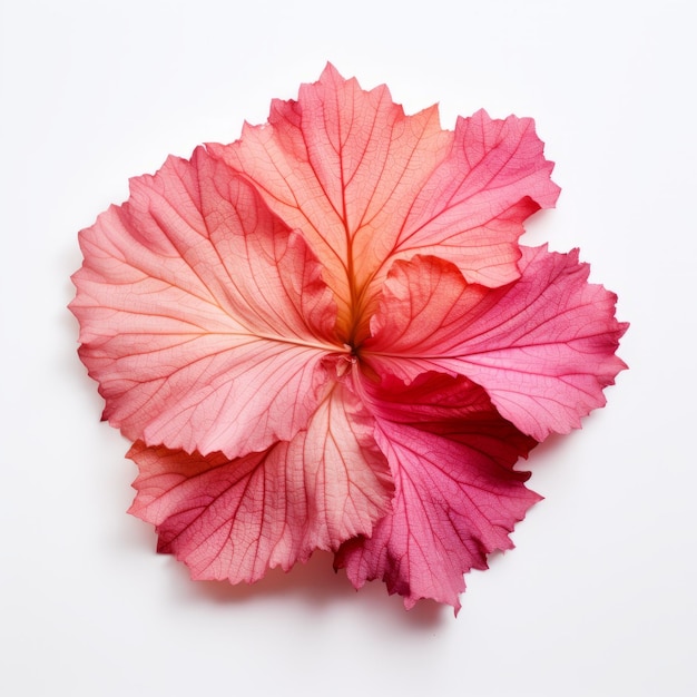 Fotografía a gran escala de flores rosadas y cremas con patrones de hojas