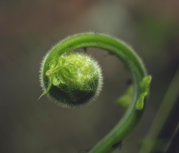 Foto fotografía de un helecho