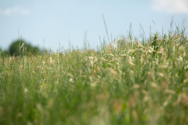 Fotografía con hermosa naturaleza de Moldavia en verano