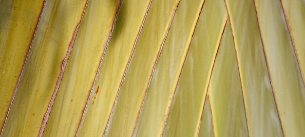 fotografía de la hermosa superficie de la hoja