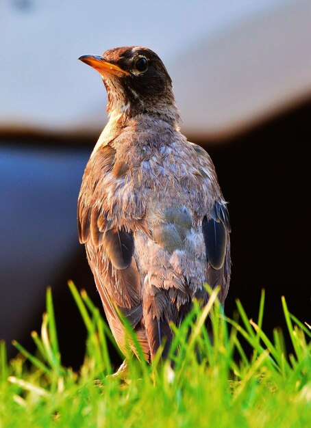 La fotografía de las hermosas aves