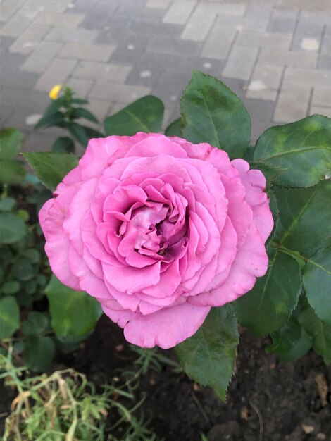 Foto la fotografía de las hermosas flores de rosa