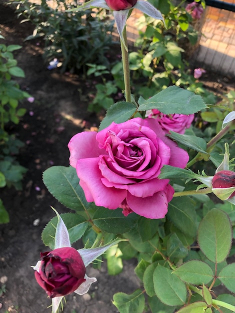 La fotografía de las hermosas flores de rosa