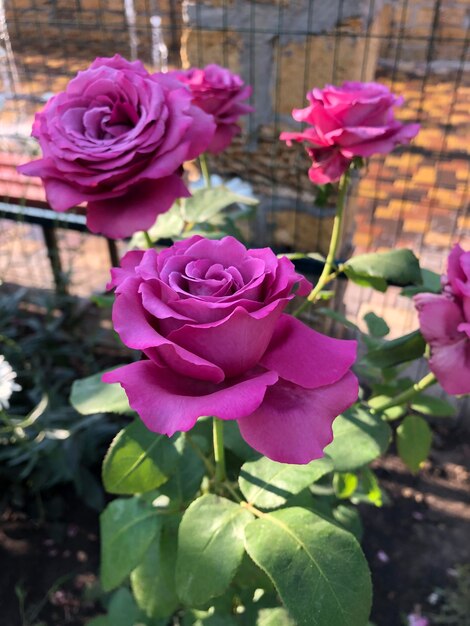 La fotografía de las hermosas flores de rosa