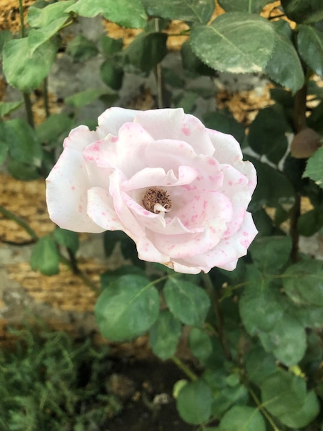 La fotografía de las hermosas flores de rosa