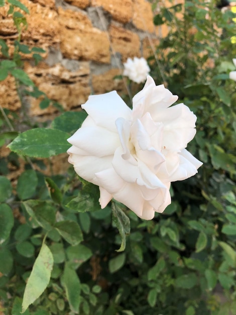 La fotografía de las hermosas flores de rosa