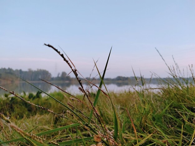 Foto fotografía de hierba cerca de un río