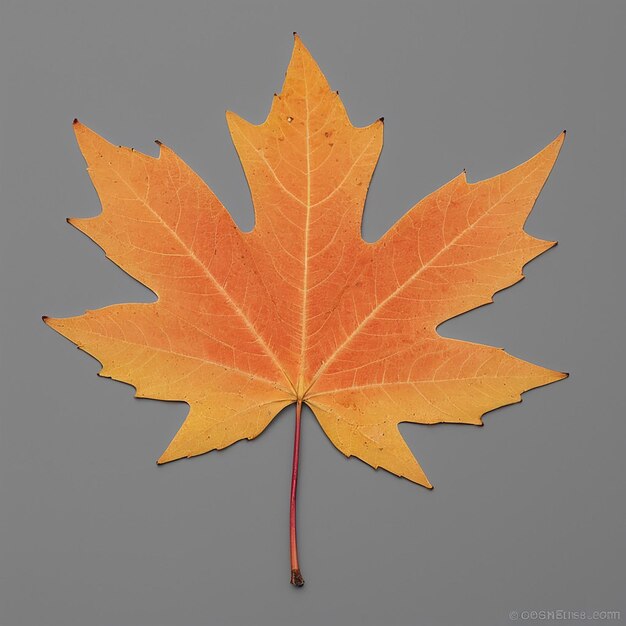 Foto fotografía de hoja de arce de azúcar color de otoño contra el árbol natural de otoño