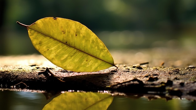 fotografía de hojas Los mejores fondos de escritorio Fondos 1080P 2K 4K 5K Fondos de pantalla HD