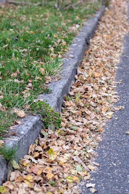 Una fotografía de las hojas de otoño caídas al suelo, contra la acera